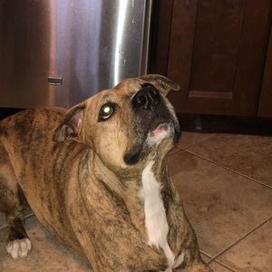 Meet your Posher, Riley